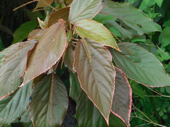 Acalypha wilkesiana