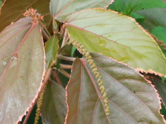 Acalypha wilkesiana
