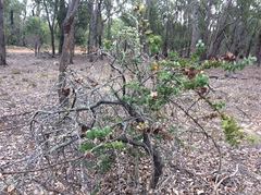 Hakea denticulata