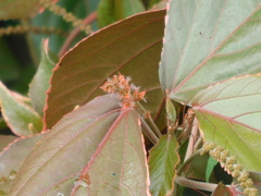 Acalypha wilkesiana