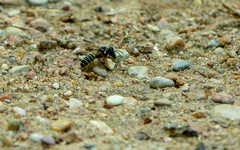 Megachile inimica