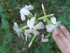 Saponaria officinalis