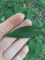 Saponaria officinalis