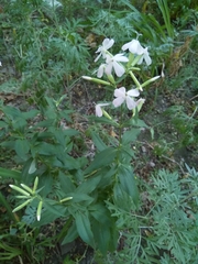 Saponaria officinalis