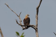 Haliaeetus leucoryphus