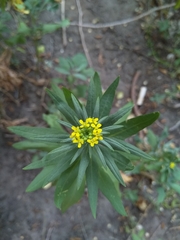 Erysimum cheiranthoides