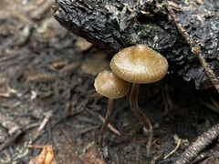 Mycena nivicola
