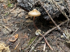 Mycena nivicola