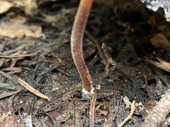 Mycena nivicola