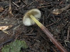 Mycena nivicola