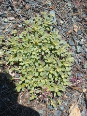 Eriogonum ternatum