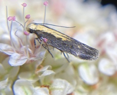 Aroga paraplutella