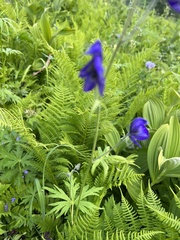 Aconitum delphiniifolium