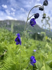 Aconitum delphiniifolium