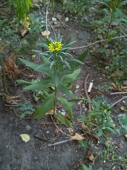 Erysimum cheiranthoides