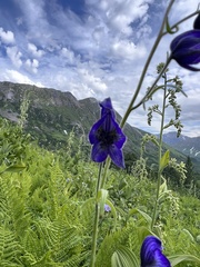 Aconitum delphiniifolium