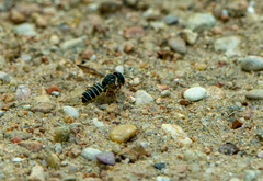 Megachile inimica