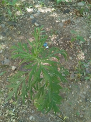 Artemisia vulgaris