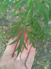 Artemisia vulgaris