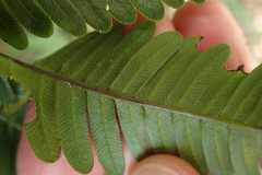 Pteris minor