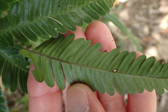Pteris minor