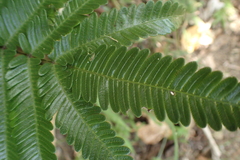Pteris minor