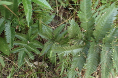 Pteris minor