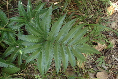 Pteris minor
