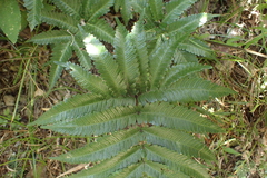Pteris minor