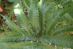Pteris minor