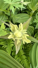 Castilleja unalaschcensis