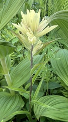Castilleja unalaschcensis
