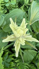 Castilleja unalaschcensis