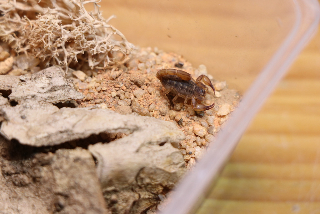 Pseudochactoidea