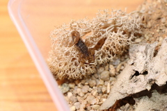 Qianxie solegladi