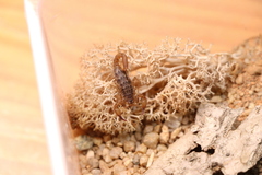Qianxie solegladi