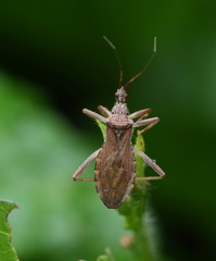 Lisarda rhypara