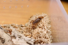 Qianxie solegladi