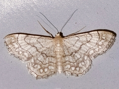 Idaea moniliata