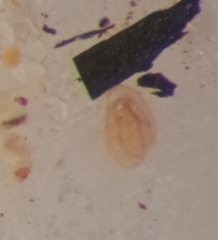 Miliammina obliqua