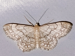 Idaea moniliata