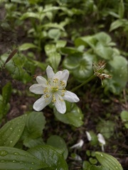 Caltha biflora