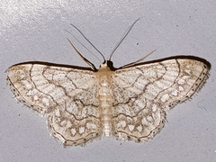 Idaea moniliata