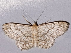 Idaea moniliata