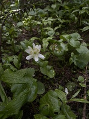 Caltha biflora