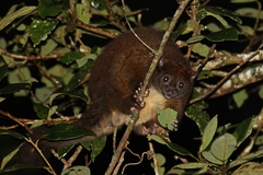 Hemibelideus lemuroides