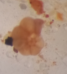 Entzia macrescens