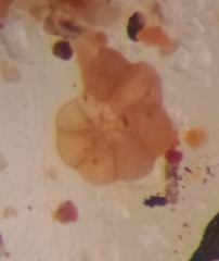 Entzia macrescens