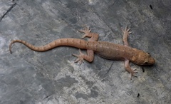 Hemidactylus bowringii