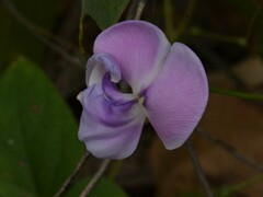 Vigna vexillata vexillata